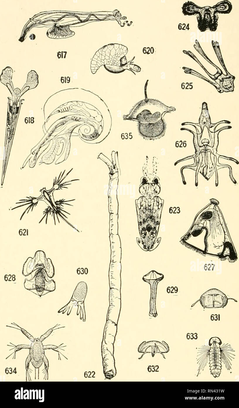 . Animals of land and sea. Zoology; Insects; Zoology. 2IO ANIMALS OF LAND AND SEA. Fips. 617-635. Various marine creatures. For explanations of the figures see p. xxxi.. Please note that these images are extracted from scanned page images that may have been digitally enhanced for readability - coloration and appearance of these illustrations may not perfectly resemble the original work.. Clark, Austin Hobart, b. 1880. New York, D. Van Nostrand company Stock Photo