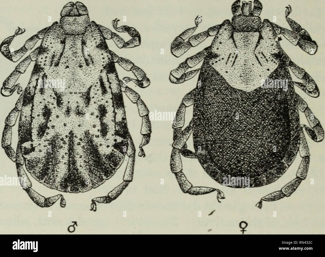 . Animal parasites and human disease. Parasites; Medical parasitology; Insects as carriers of disease. 362 TICKS which requires two different hosts to complete the life cycle. The six-legged larvae (Fig. 157B), of which there are about 5000 in a brood, attach themselves to any of the rodents which abound. Fig. 156. Spotted fever tick, Dermacentor venustus, male ($) and female (?)? X 12.. Please note that these images are extracted from scanned page images that may have been digitally enhanced for readability - coloration and appearance of these illustrations may not perfectly resemble the orig Stock Photo