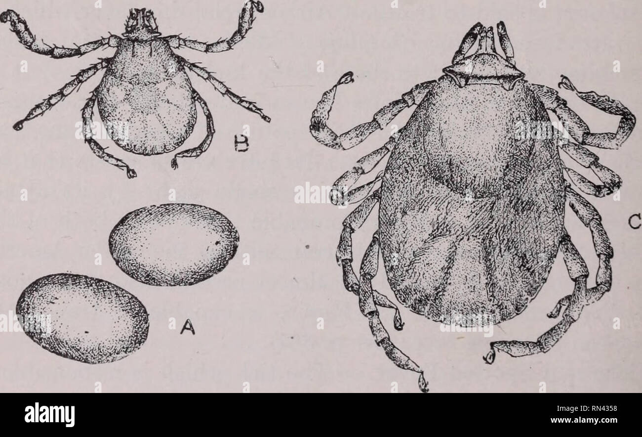 . Animal parasites and human disease. Insect Vectors; Parasites; Parasitic Diseases; Medical parasitology; Insects as carriers of disease. Fig. 156. Spotted fever tick, Dermacentor venustus, male ($) and female (?). X 12.. Fig. 157. Development of spotted fever tick, Dermacentor venustus; A, eggs; B, larva; C, nymph. X 30. in the country where the ticks occur, especially squirrels of various kinds. Usually the larvae, and the nymphs also, attach themselves about the head and ears of their host. After a few days the larvae drop, transform into nymphs (Fig. 157C) and. Please note that these imag Stock Photo