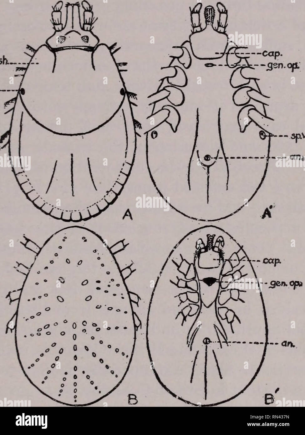 Animal Parasites And Human Disease Insect Vectors Parasites Parasitic Diseases Medical Parasitology Insects As Carriers Of Disease Tick Bites 357 Lairs Or Abodes Of Their Hosts The Ixodidse On The Other