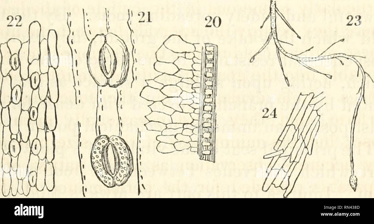Carnegie Institution of Washington publication. 12 THE PHYSIOLOGY OF  STOMATA. An examination of the plastids, even when they are devoid of  starch, fails to convince one that chlorophyll is present. I