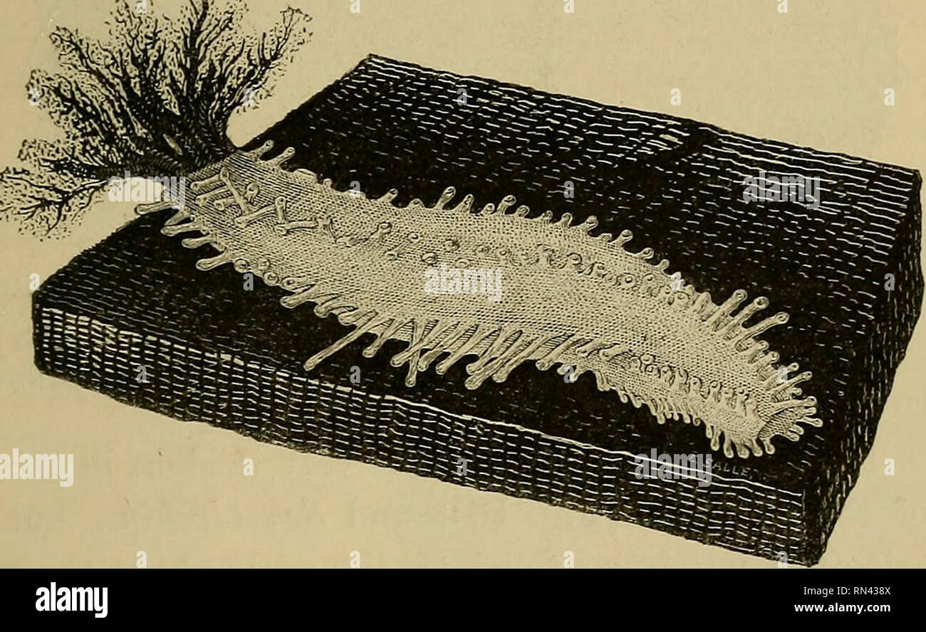 Animal physiology. Physiology, Comparative; Physiology, Comparative. STRUCTURE OF THE ECHINODERMATA. 107 128. In the Radiated classes, the varieties of structure which present themselves, even among those which show the circular arrangement Animal physiology. Physiology, Comparative; Physiology, Comparative. STRUCTURE OF THE ECHINODERMATA. 107 128. In the Radiated classes, the varieties of structure which present themselves, even among those which show the circular arrangement