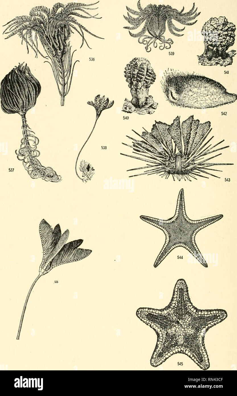 . Animals of land and sea. Zoology; Insects; Zoology. i84 ANIMALS OE LAND AND SEA. Figs. 535-545- Sea-lilies, Sea-urchins, and Star-fishes. For explanat'ons of the figures see p. xxviii.. Please note that these images are extracted from scanned page images that may have been digitally enhanced for readability - coloration and appearance of these illustrations may not perfectly resemble the original work.. Clark, Austin Hobart, b. 1880. New York, D. Van Nostrand company Stock Photo