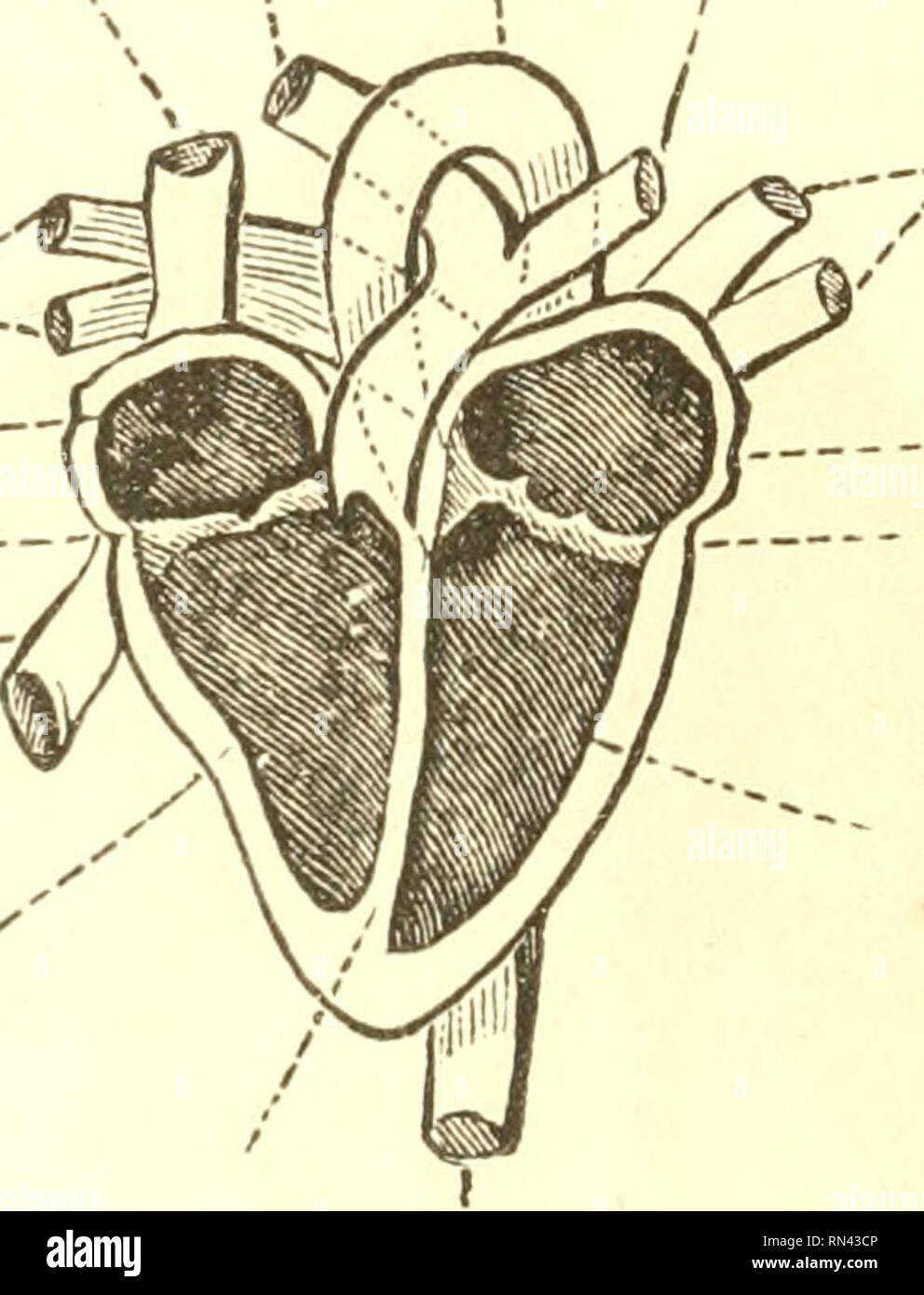 . Animal physiology. Physiology, Comparative. 224 STRUCTURE OF THE HEART. of which the upper one is termed the auricle, and the lower the ventricle. Thus we have the right and left auricles, and the right and left ventricles. Each auricle communicates witli its corresponding ventricle, by an aperture in the Superior Pulm. Pulmonary vena cava art. Aorta artery Pulmonary veins »&lt;!  Right auricle Tricuspid valves Inferior vena cava &quot;' Right ventricle. Pulmonary veins Left auricle Mitral valve Left ventricle Partition Aorta Fig. 123.—Ideal Section of the Human Heart. transverse partition,  Stock Photo