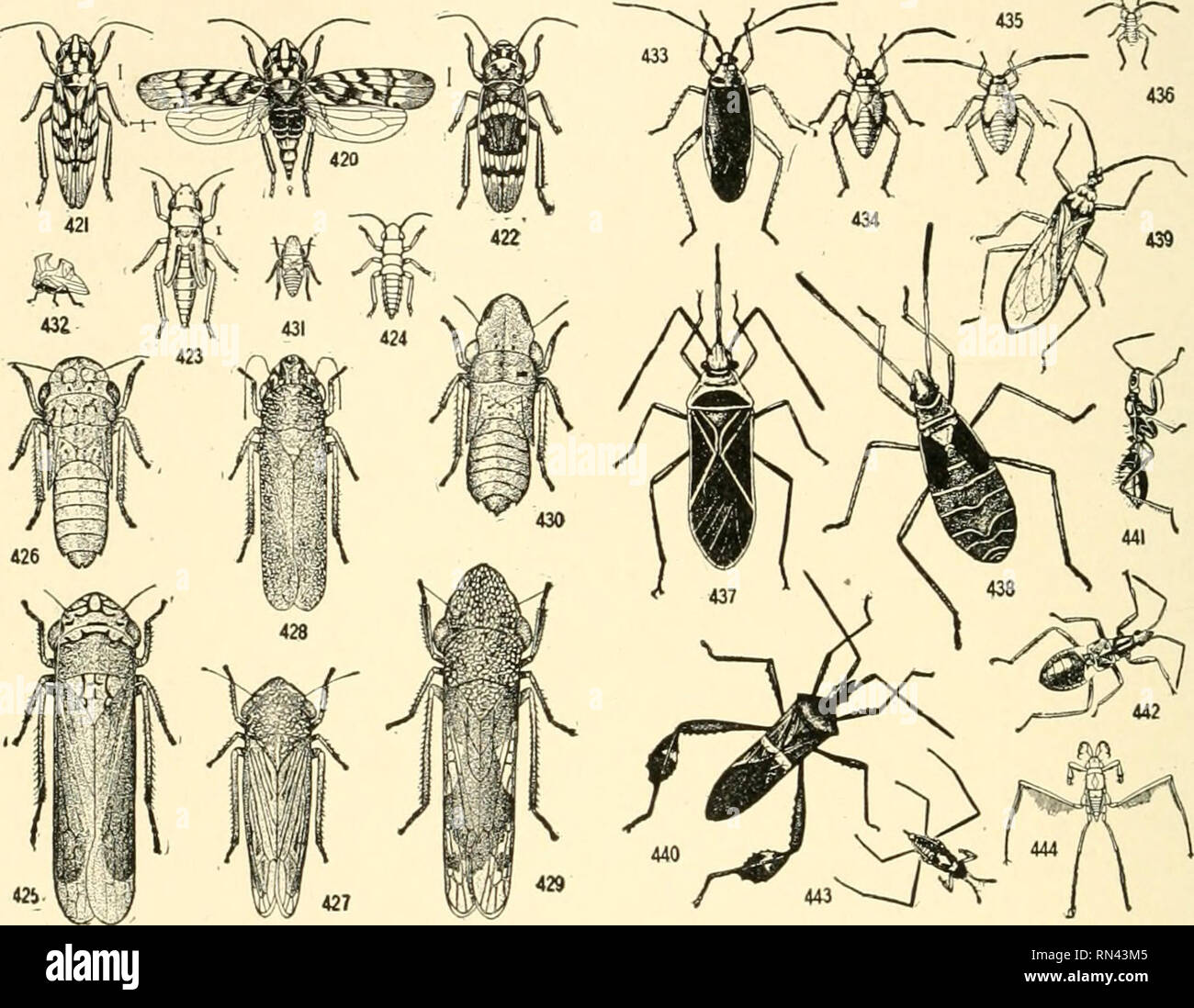 Various true bugs hi-res stock photography and images - Alamy