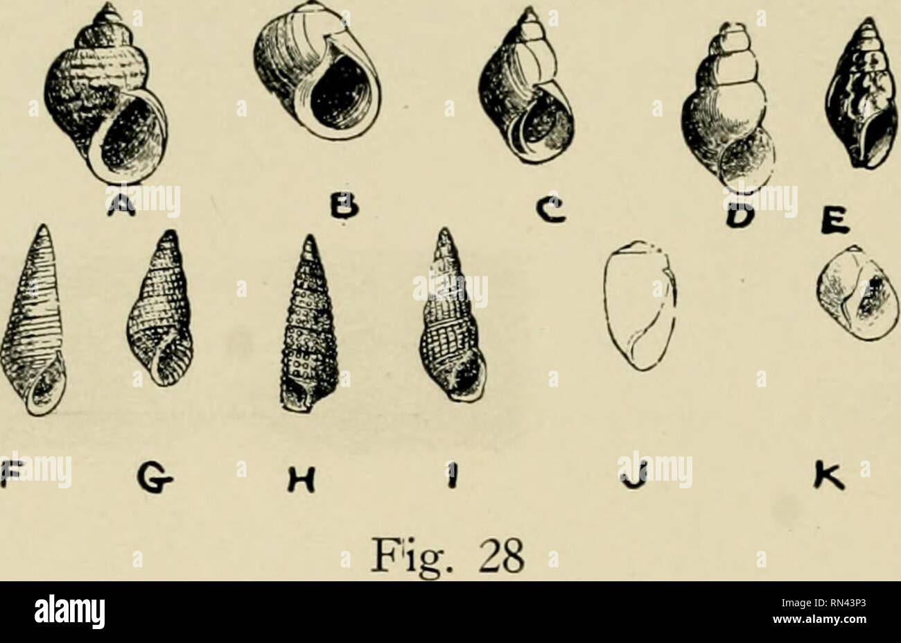 . Animals of the seashore. Marine animals -- Atlantic Coast. 172 ANIMALS OF THE SEASHORE. (a) Littorina saxatila; (b) L. obtussata; (c) Lacuna vincta; (d) Paludestrina minuta; (e) Columbella lunata; (f) Odostomia impressa; (g) O. seminuda; (h) Triphora perversa nigrocincta; (i) Bittium alternatum; (j) Actoocina canaliculata; (k) Natica pusila. Odostomia impressa Say Fig. 28 F A small smooth shell (less than 14 inch long) occasionally found on sea weed between the tides and in shallow water. Odostomia seminuda C. B. Adams Fig. 28 G Similar in general appearance and habits to the above, but dist Stock Photo