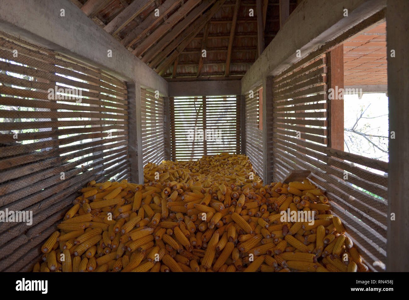 Maize ears stored inside corn crib, Zea mays Stock Photo