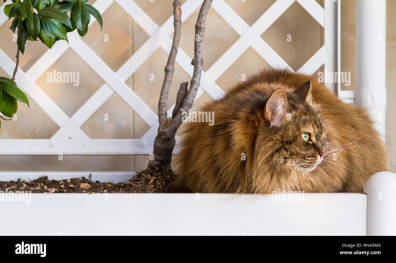 Adorable furry pet of siberian breed in a garden,long haired