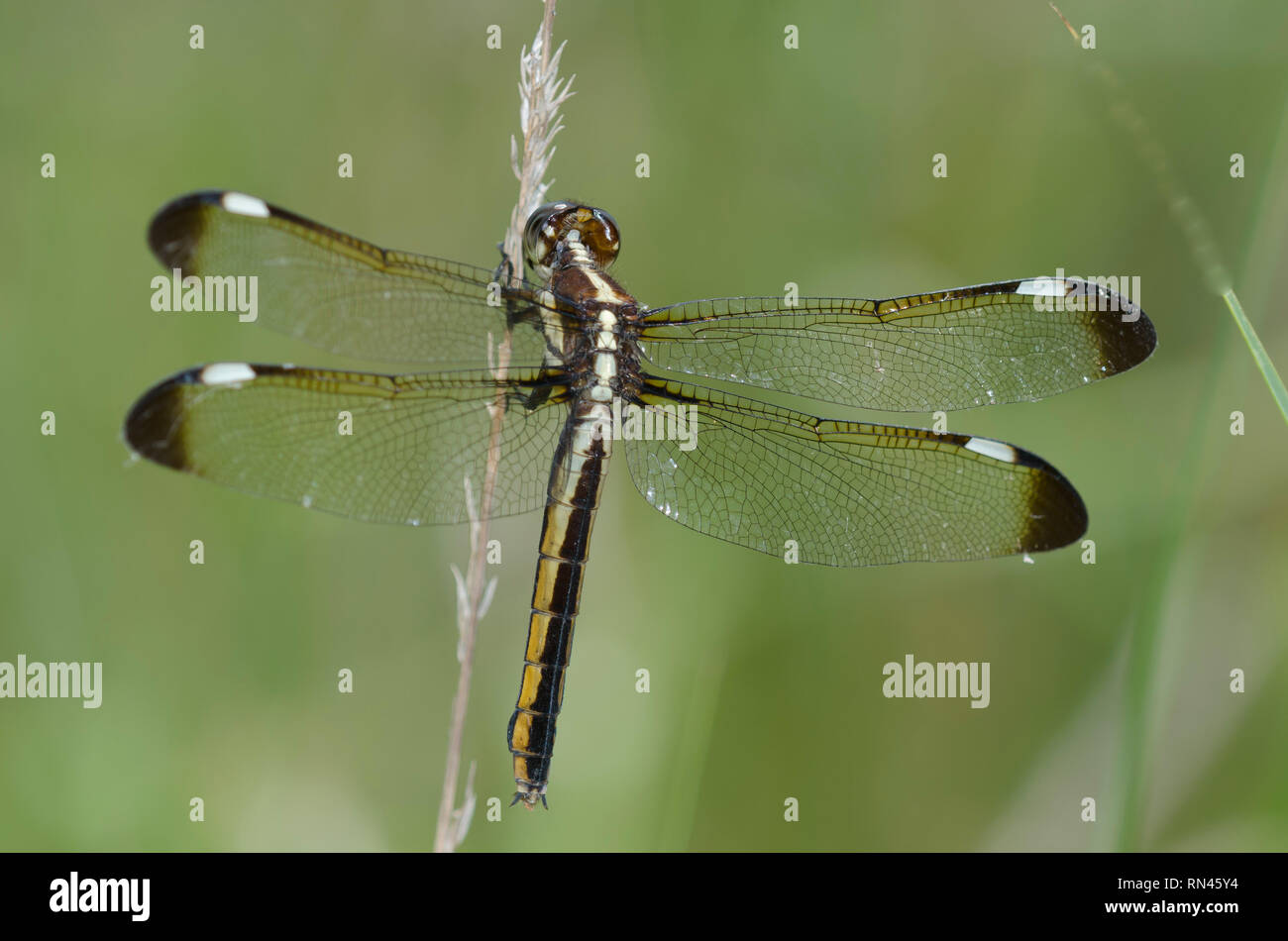 Spangled Skimmer, Libellula cyanea, female Stock Photo