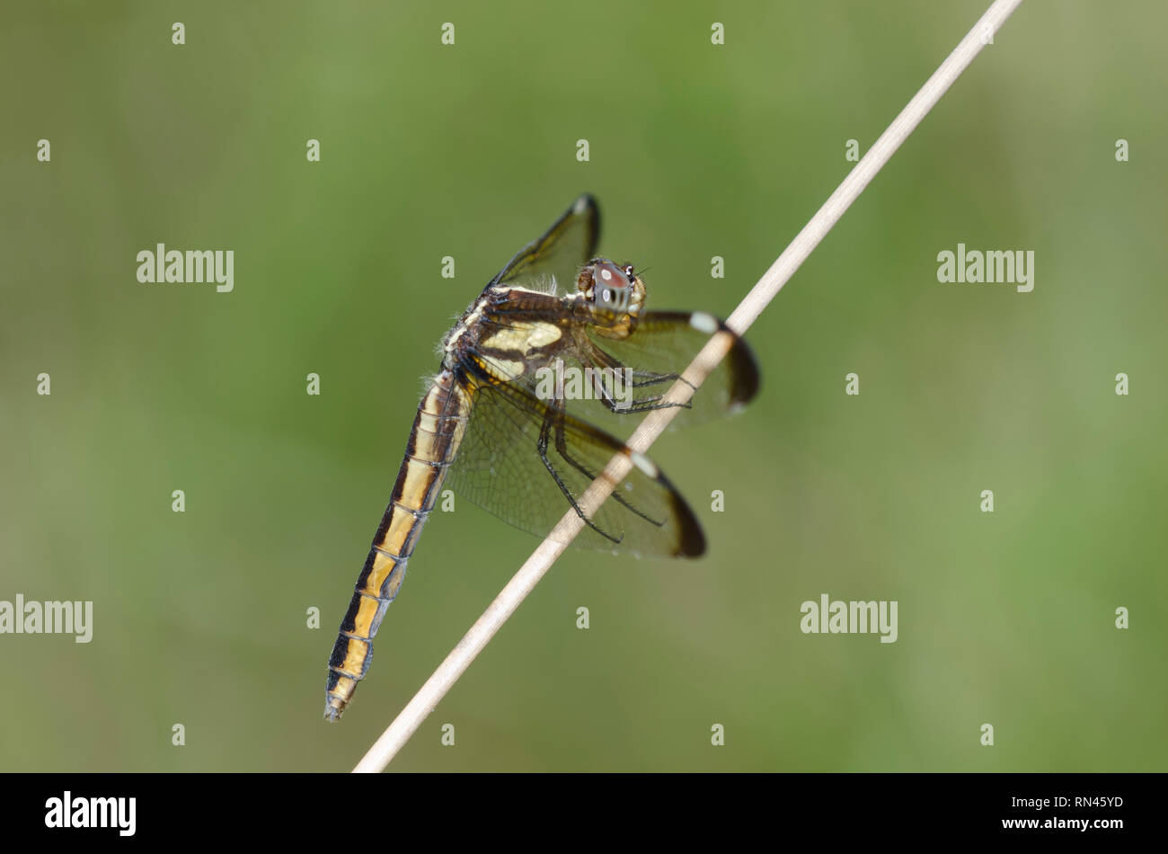 Spangled Skimmer, Libellula cyanea, female Stock Photo