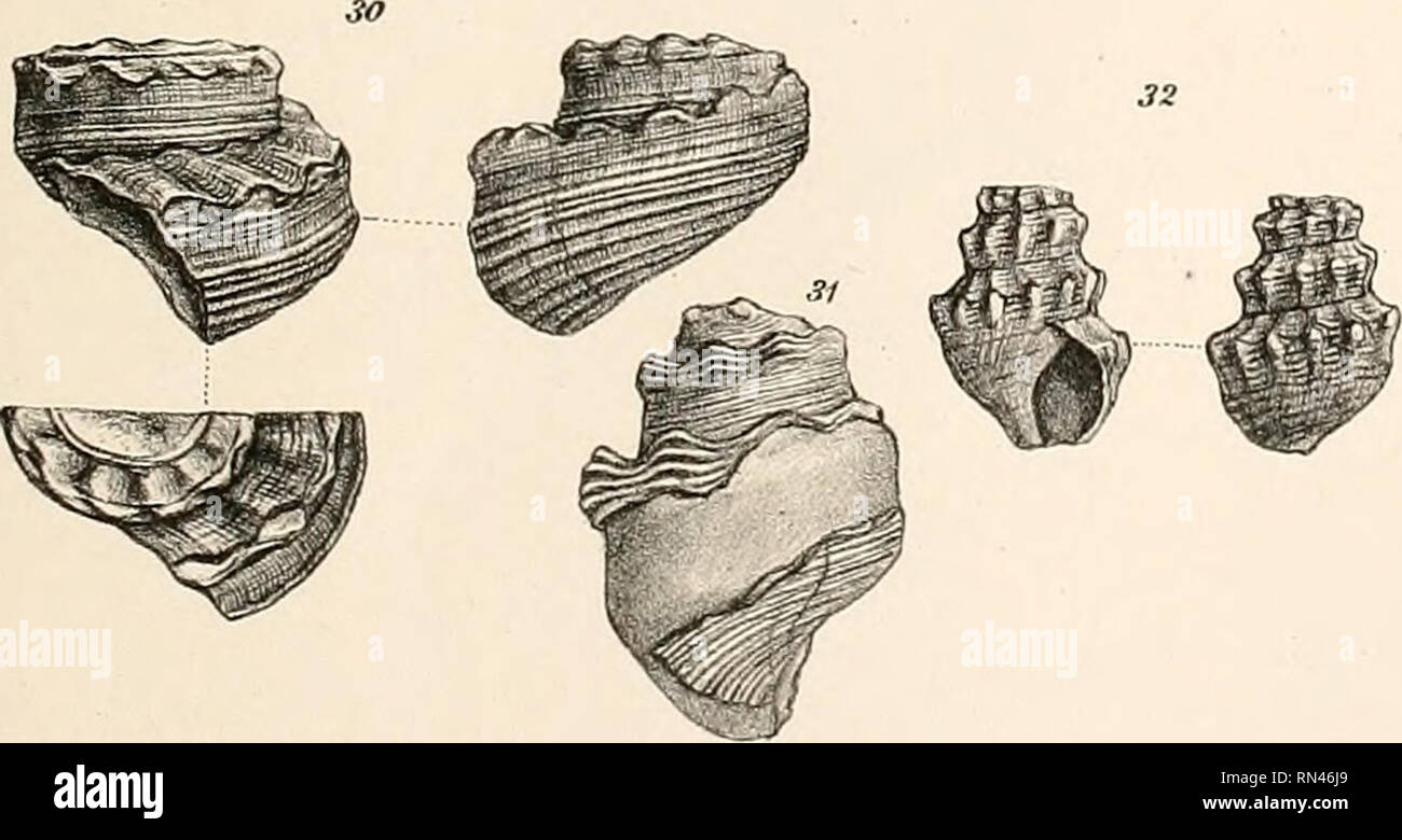 Annalen Des K K Naturhistorischen Hofmuseums K K Naturhistorisches Hofmuseum Vienna Austria Natural History A Slobodan D Nal Ez U Lilh 33 3 L Lith Aisl V Tli Bannwarth En Annal D Kk Naturfust Hofmuseumsband Ix 1894 Please Note That