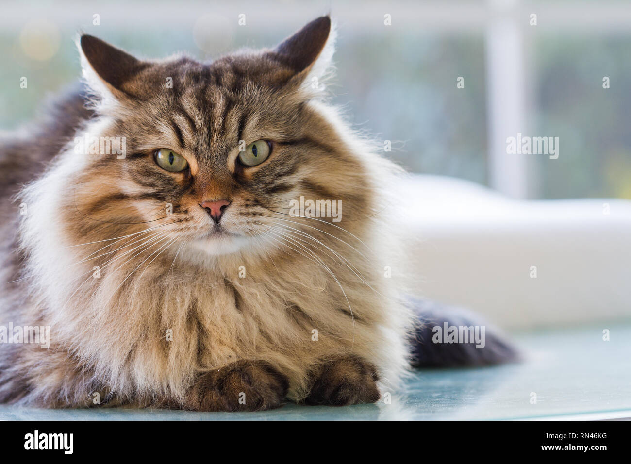 Adorable fur cat of siberian breed in a garden,long haired