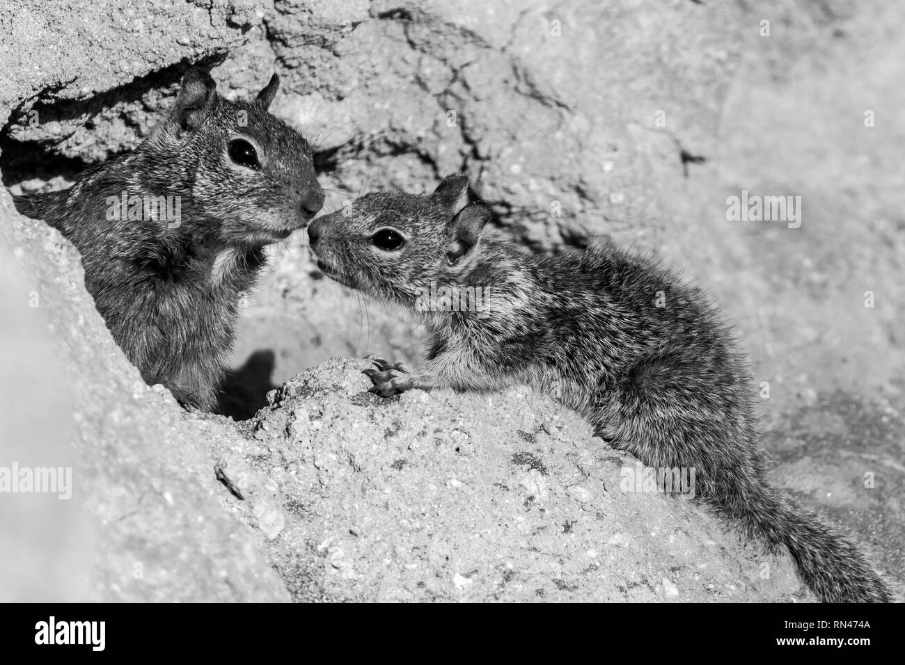 An adult California ground squirrel (Otospermophilus beecheyi) and its young at their burrow, Monterey Peninsula, California, USA Stock Photo