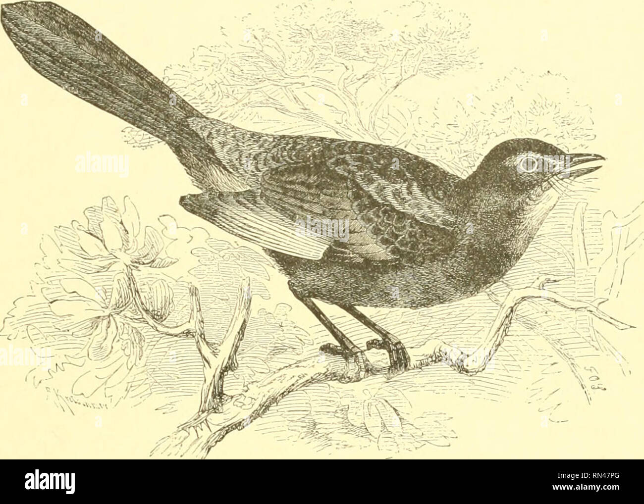 Animate Creation Popular Edition Of Our Living World A - 