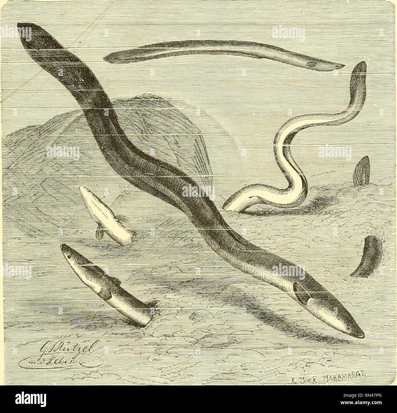 . Animate creation : popular edition of &quot;Our living world&quot; : a natural history. Zoology; Zoology. THE SAND EEL. 271 While resident on the Florida Reef, at Fort Jefferson, we discovered a Fierasfer living in a large Holothuria. At this time, 1859, this was a novelty to naturalists. Since then species have been found in other parts of the world, and in various objects. The large Holothuria, or Sea Cucumber of the Reef, is often eighteen inches in length; and it is abundantly spread over the reef in shoal water. The visitor, in saOing leisurely in these waters, may reach one easily fi'o Stock Photo