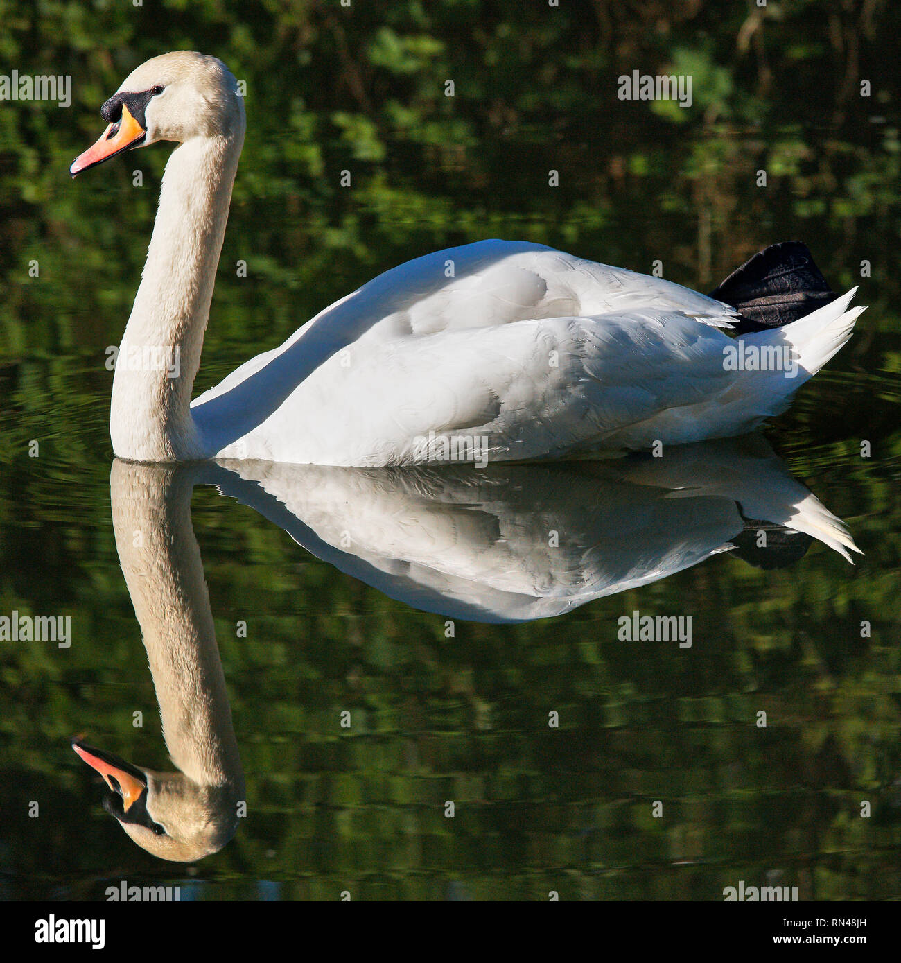 A swan perfectly mirrored as it floats along the river Stock Photo