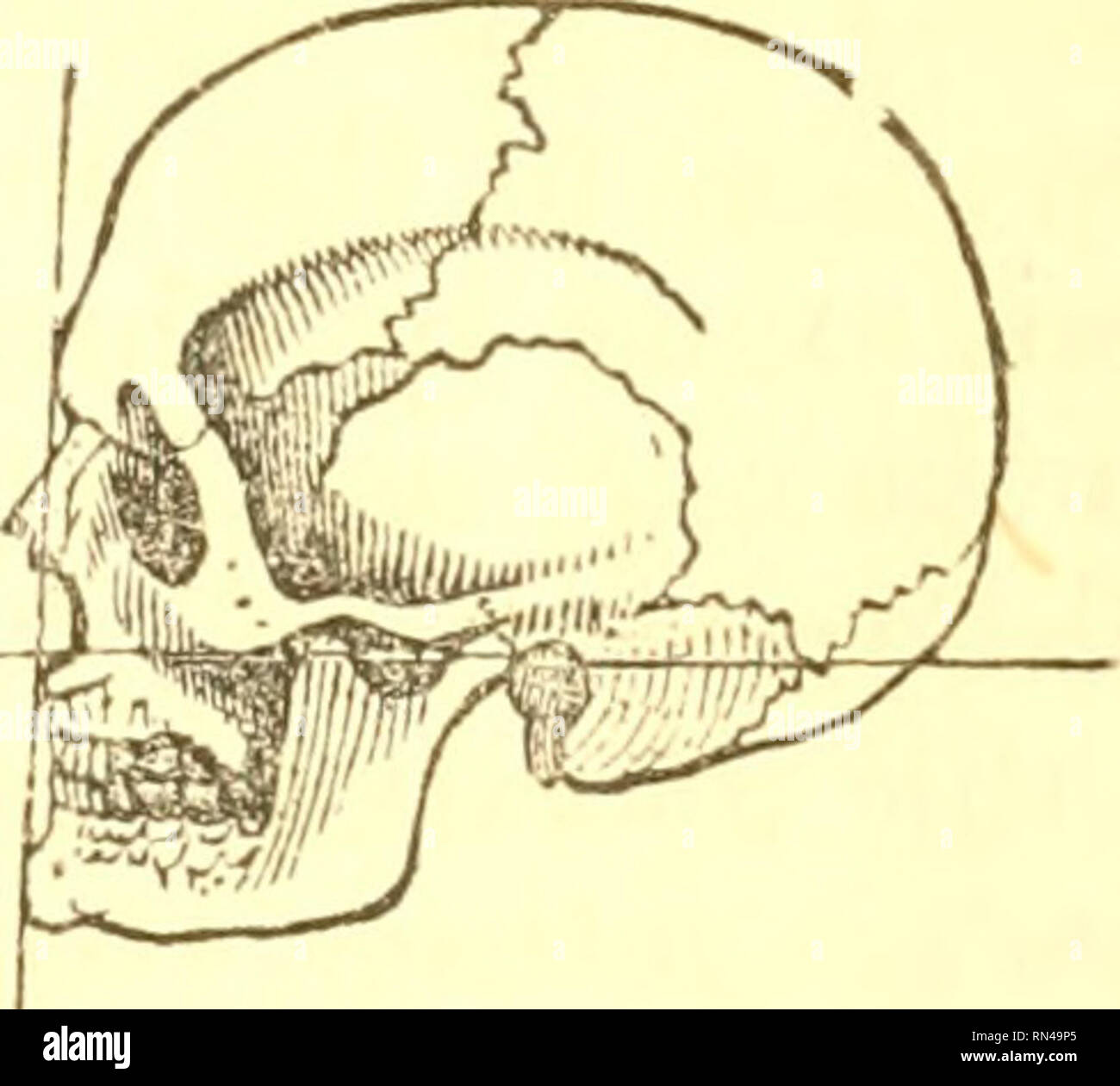 Animal physiology. Physiology, Comparative. SIZE OF BRAIN -. — FACIAL ANGLE. 549. Fig. 29L—Skull of European. almost all those persons who have been eminent for the amount of their acquirements, or Animal physiology. Physiology, Comparative. SIZE OF BRAIN -. — FACIAL ANGLE. 549. Fig. 29L—Skull of European. almost all those persons who have been eminent for the amount of their acquirements, or