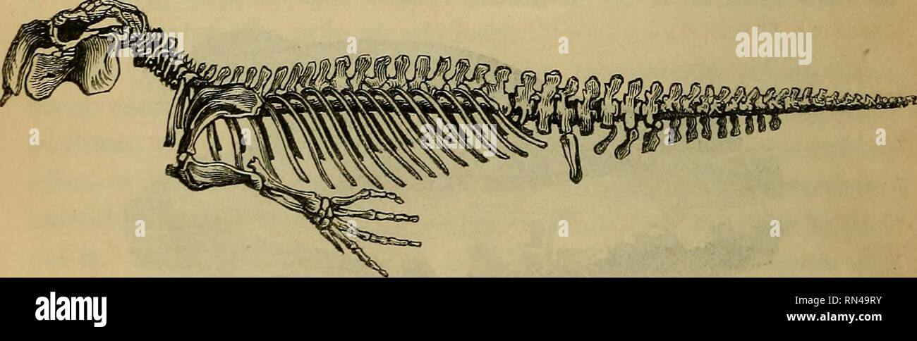 . Animal physiology. Physiology, Comparative; Physiology, Comparative. Fig. 227.—Skeleton of Seal. vc, cervical vertebras ; vd, dorsal vertebrae ; vl, lumbar vertebras; vs, sacral vertebrae; vq, caudal vertebrae ; b, pelvis; s, sternum ; li, humerus ; r, radius; ca, carpus ; mc, metacarpus; ph, phalanges; 0, scapula ; c, ribs; /, femur; r, patella; t, tibia ; ta, tarsus ; mt, metatarsus ; ph, phalanges. same plan as the fore; but they are carried far backwards, so as almost to occupy the position of the tail. 665. In the Whale and its allies, on the other hand, the posterior extremities are al Stock Photo