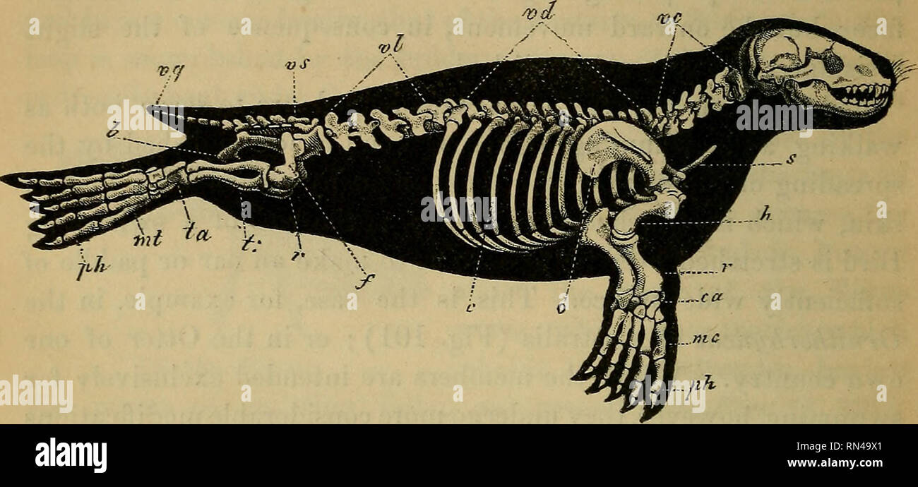 . Animal physiology. Physiology, Comparative; Physiology, Comparative. 490 ADAPTATION OF EXTREMITIES FOR SWIMMING. the Seal, which does not depart widely in its general construc- tion from land Quadrupeds, the hind feet are formed upon the. Fig. 227.—Skeleton of Seal. vc, cervical vertebras ; vd, dorsal vertebrae ; vl, lumbar vertebras; vs, sacral vertebrae; vq, caudal vertebrae ; b, pelvis; s, sternum ; li, humerus ; r, radius; ca, carpus ; mc, metacarpus; ph, phalanges; 0, scapula ; c, ribs; /, femur; r, patella; t, tibia ; ta, tarsus ; mt, metatarsus ; ph, phalanges. same plan as the fore;  Stock Photo