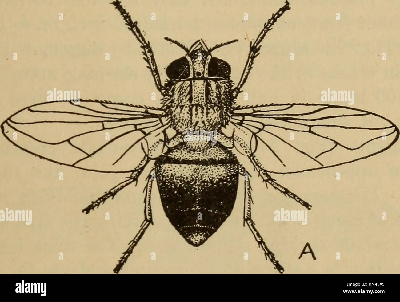 Maggot Fly Stock Photos Maggot Fly Stock Images Page 3 Alamy