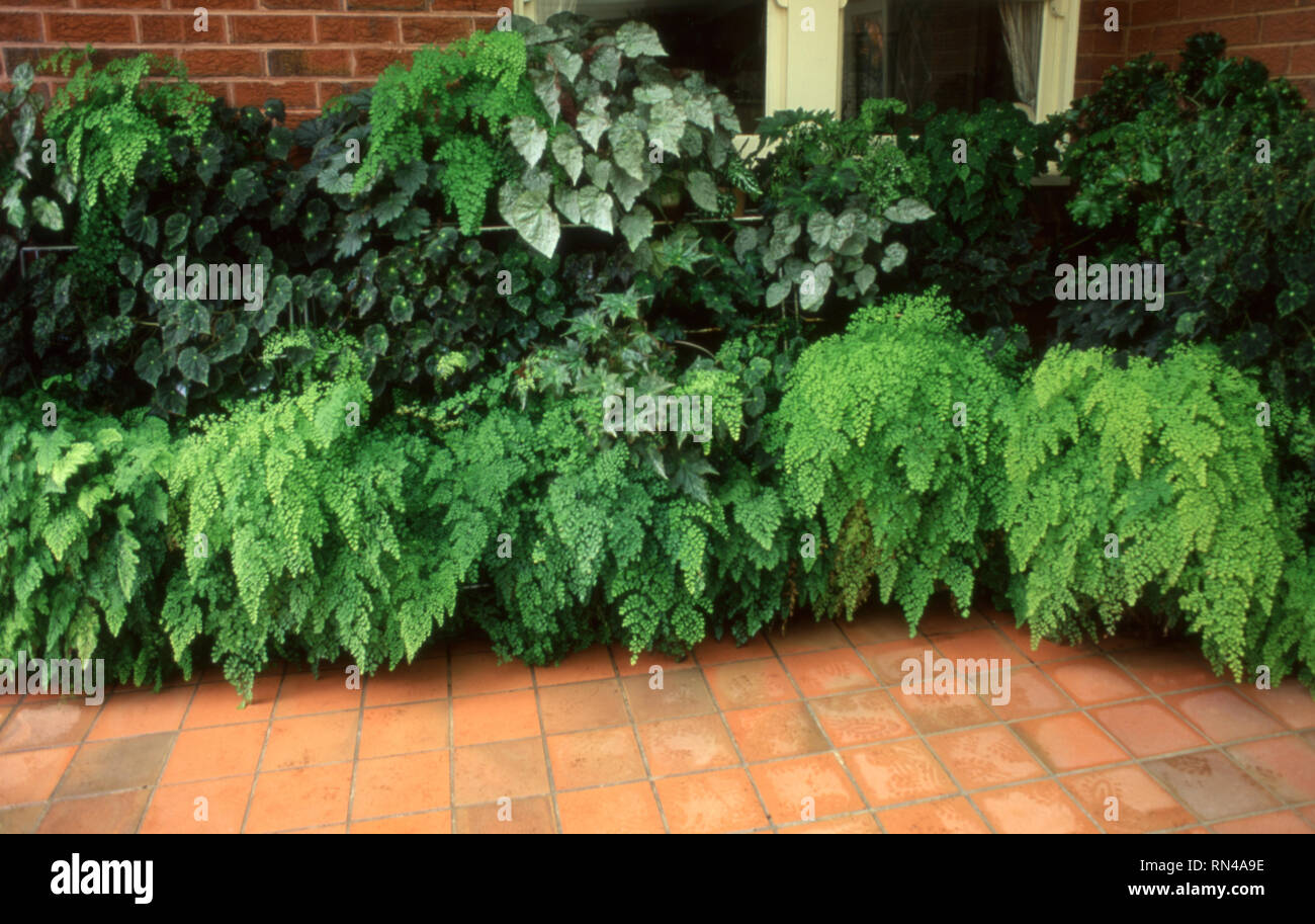 COLLECTION OF BEGONIA CVS. AND ADIANTUM AEOTHIOPICUM CVS. MAIDENHAIR FERNS ON PATIO AREA. NEW SOUTH WALES, AUSTRALIA. Stock Photo