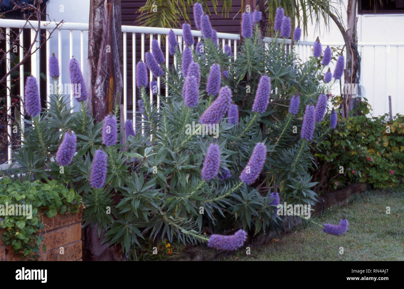 Echium Pride Of Madeira In Garden Bed New South Wales Australia Stock Photo Alamy