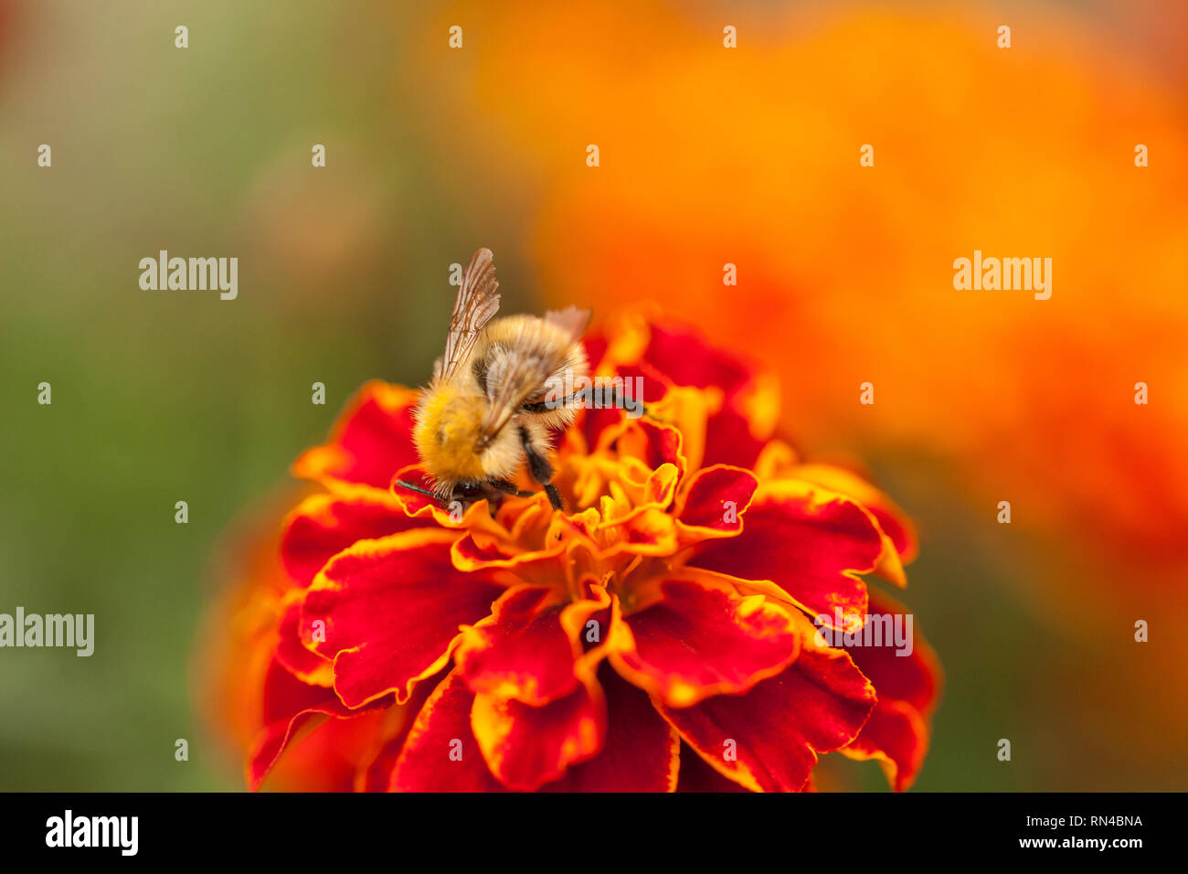 Bee on marigold flower searching for nectar with other marigold flowers in the background Stock