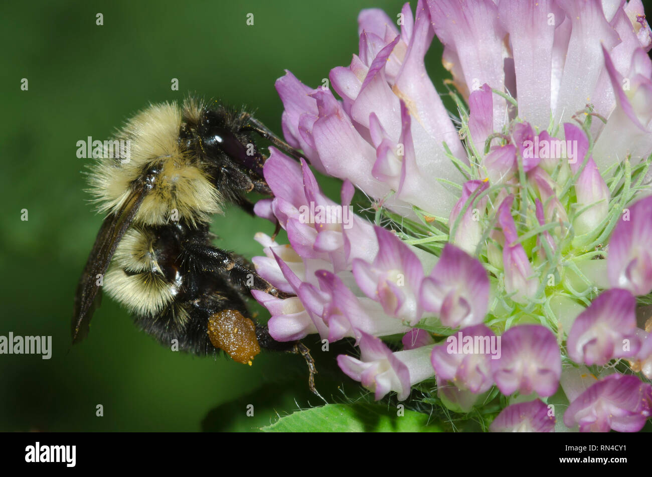 Bumble Bee, Bombus sp., on red clover, Trifolium pratense Stock Photo