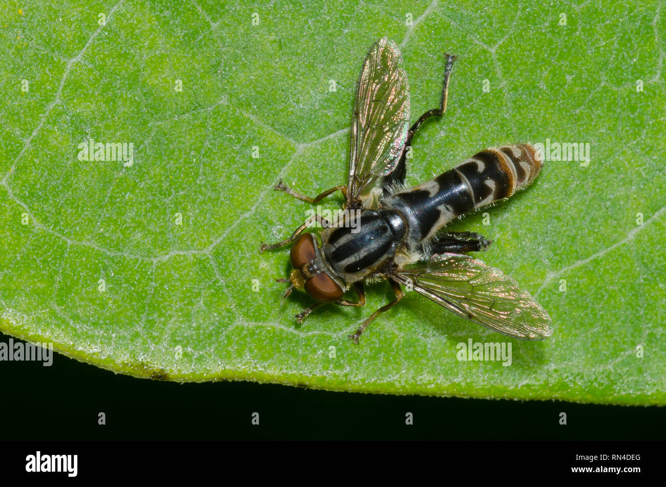 Syrphid Fly, Lejops sp. Stock Photo