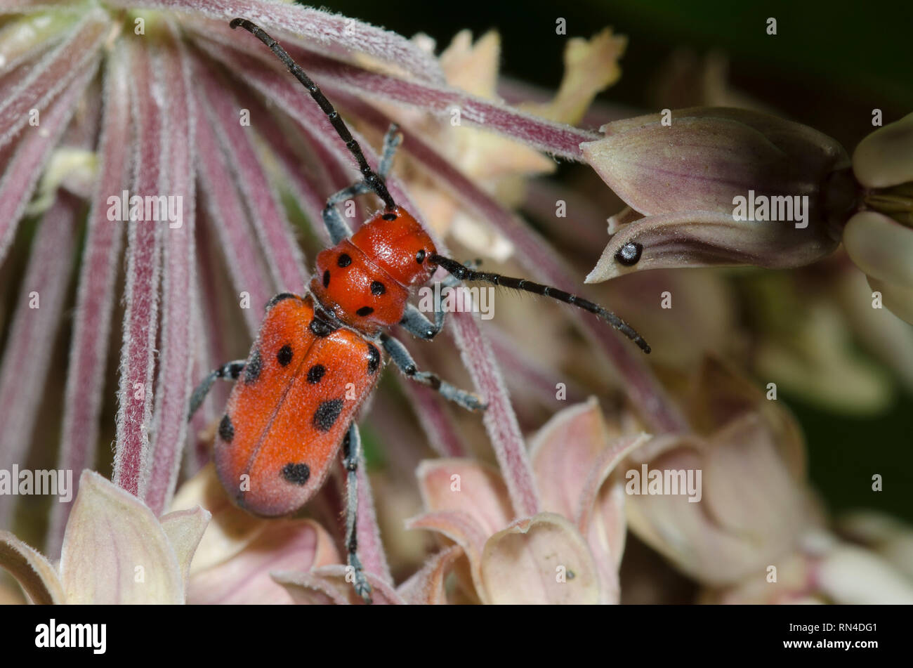 Red Milkweed Beetle, Tetraopes tetrophthalmus, on common milkweed ...