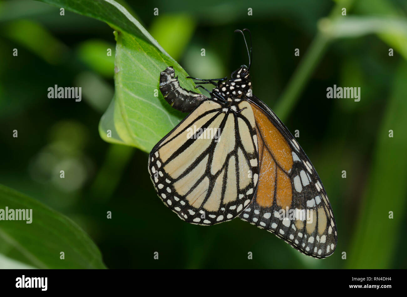 Monarch, Danaus plexippus, female ovipositing on common milkweed, Asclepias syriaca Stock Photo