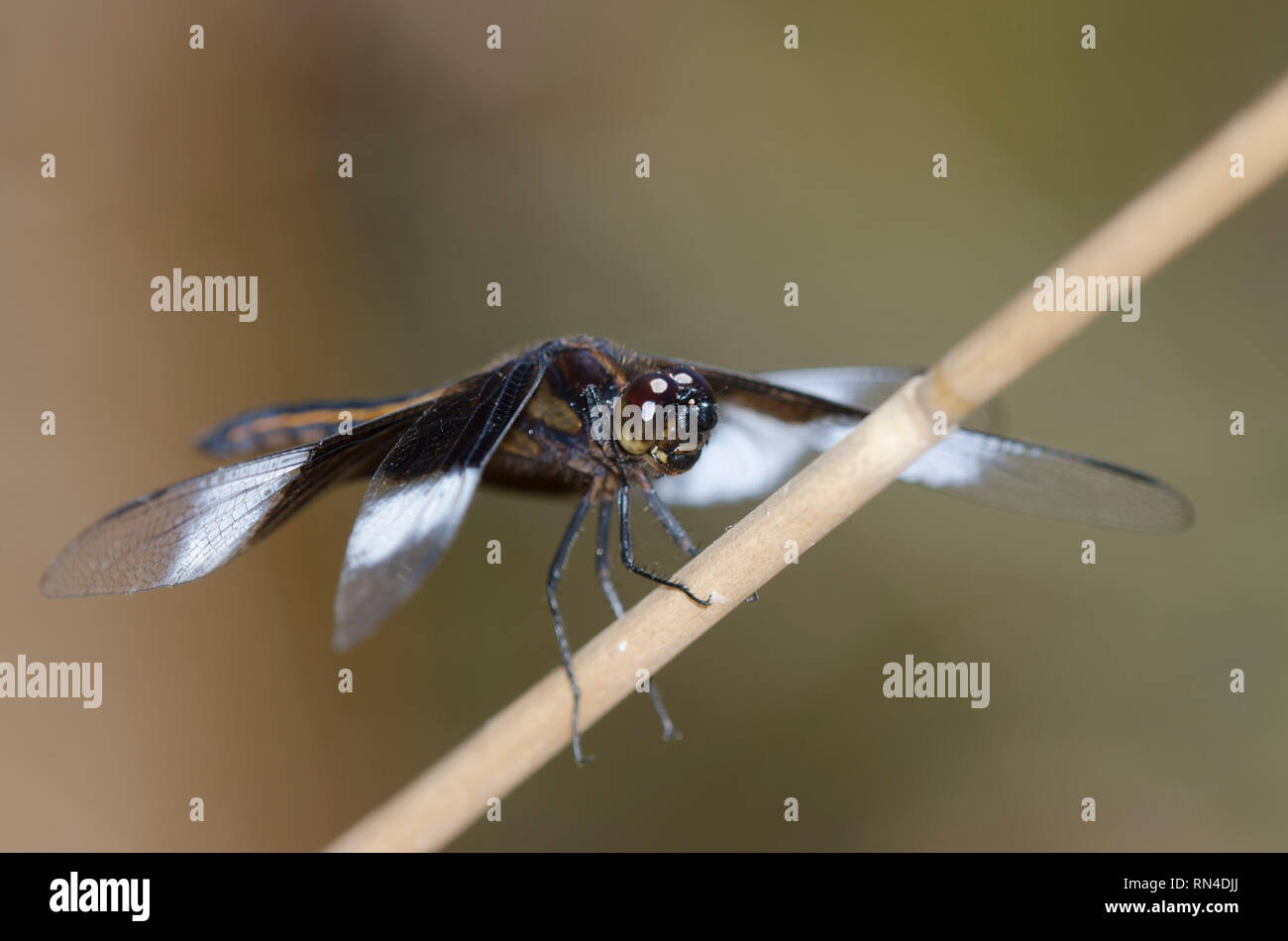 Male widow skimmer dragonfly hi-res stock photography and images - Alamy