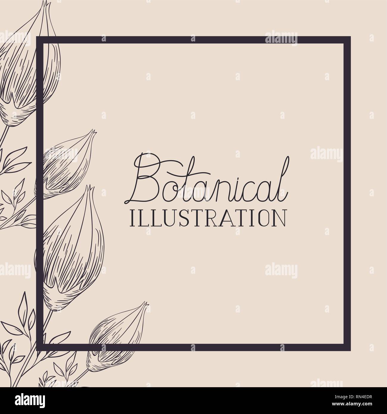 lily flowers decorative square frame Stock Vector Image & Art - Alamy