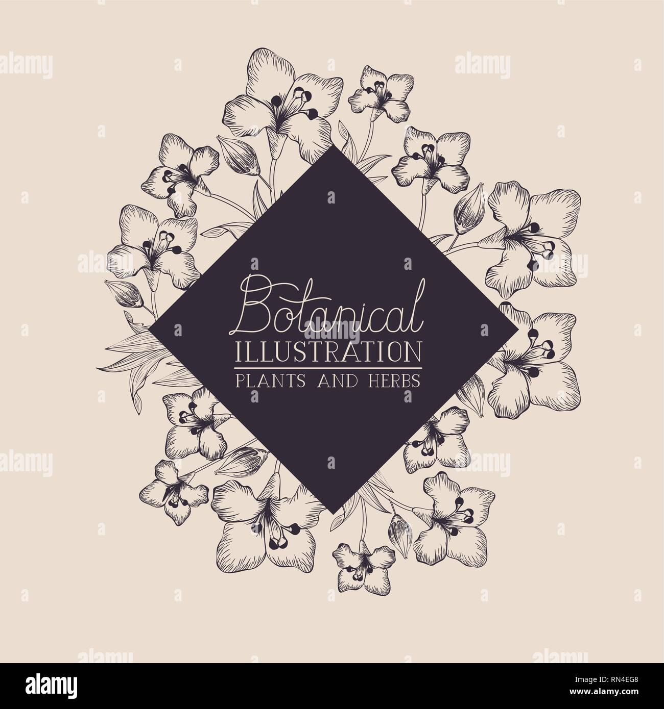 lily flowers decorative frame Stock Vector Image & Art - Alamy