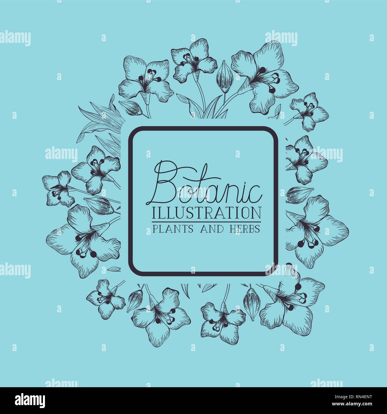 lily flowers decorative square frame Stock Vector Image & Art - Alamy