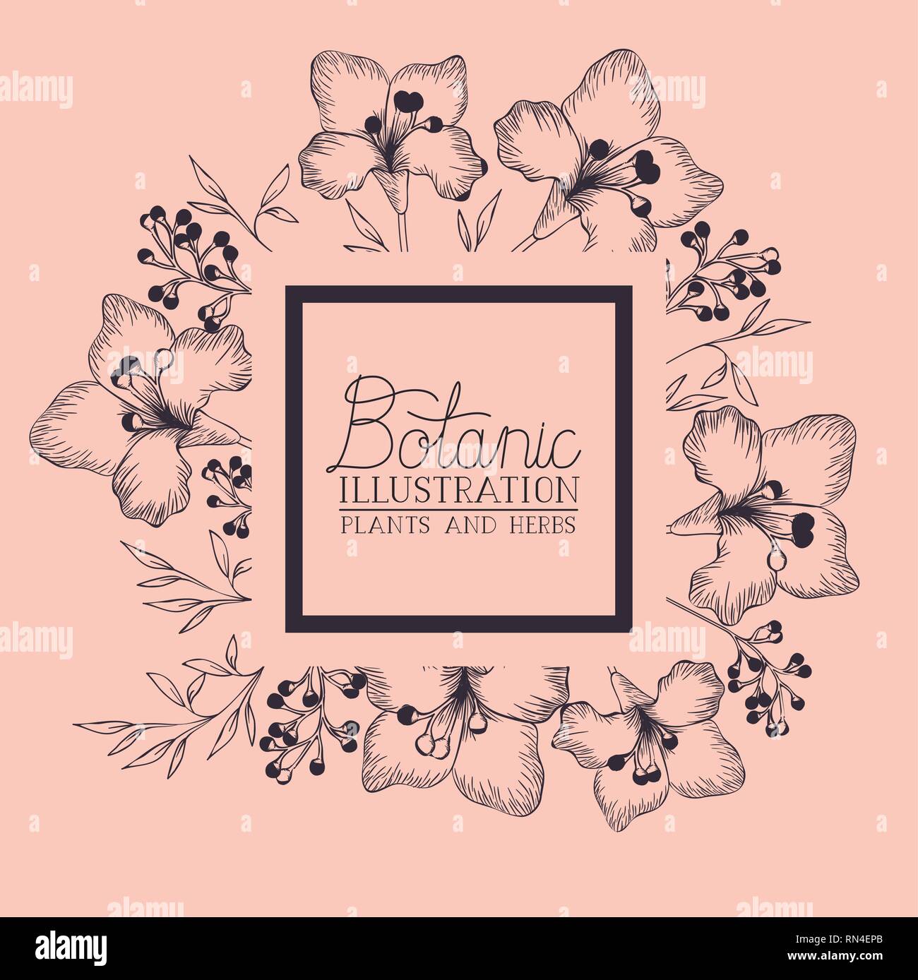lily flowers decorative square frame Stock Vector Image & Art - Alamy