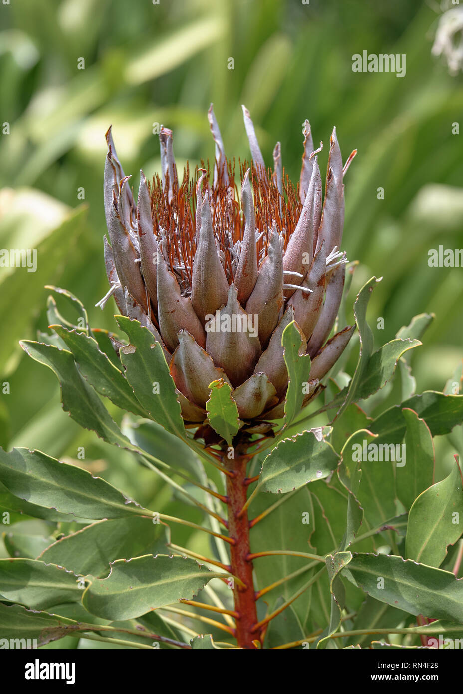 King Protea flower (Protea cynaroides) dried on stem, against green blurry bush Stock Photo