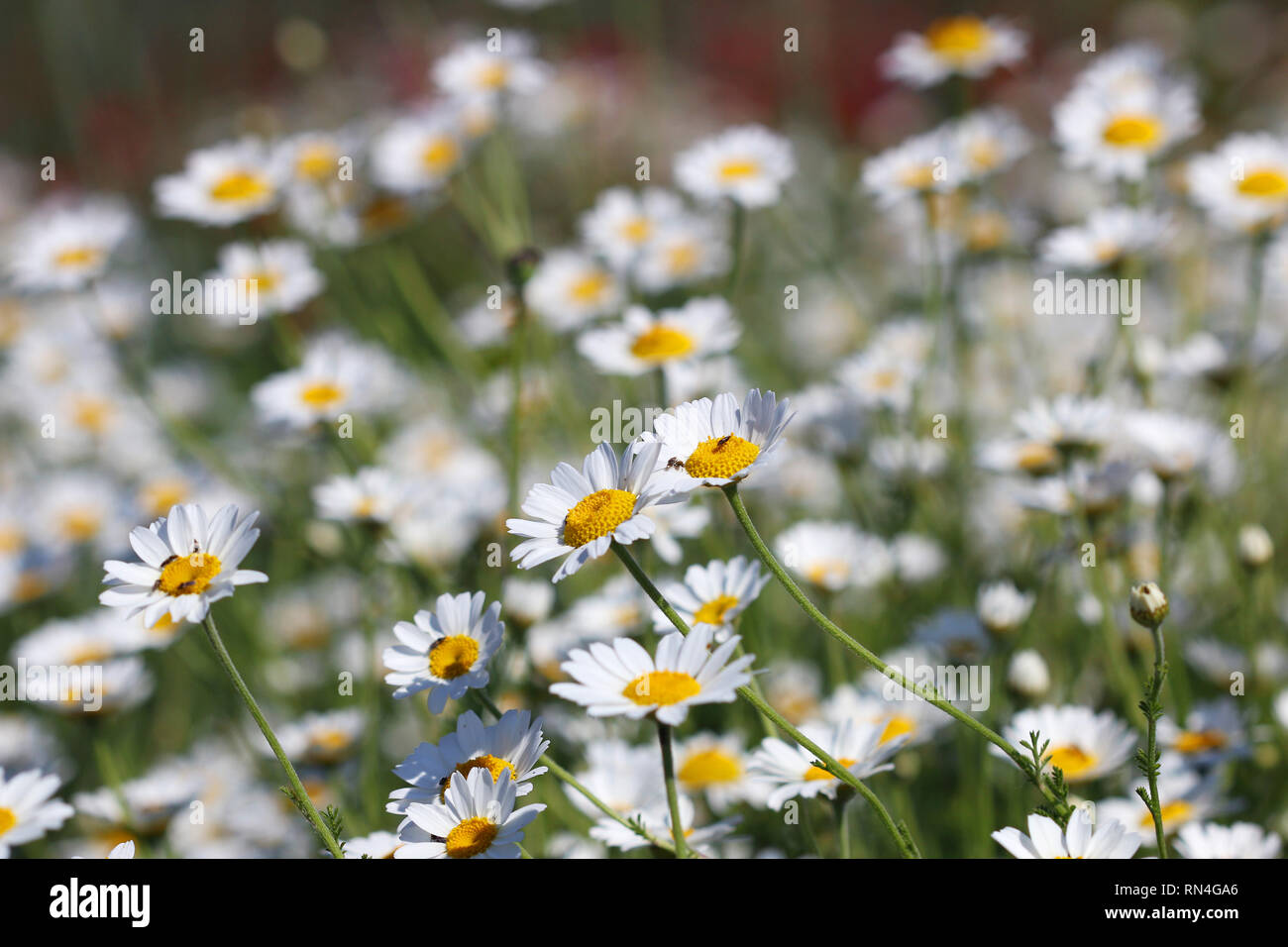 White chamomile in meadow field hi-res stock photography and images - Alamy