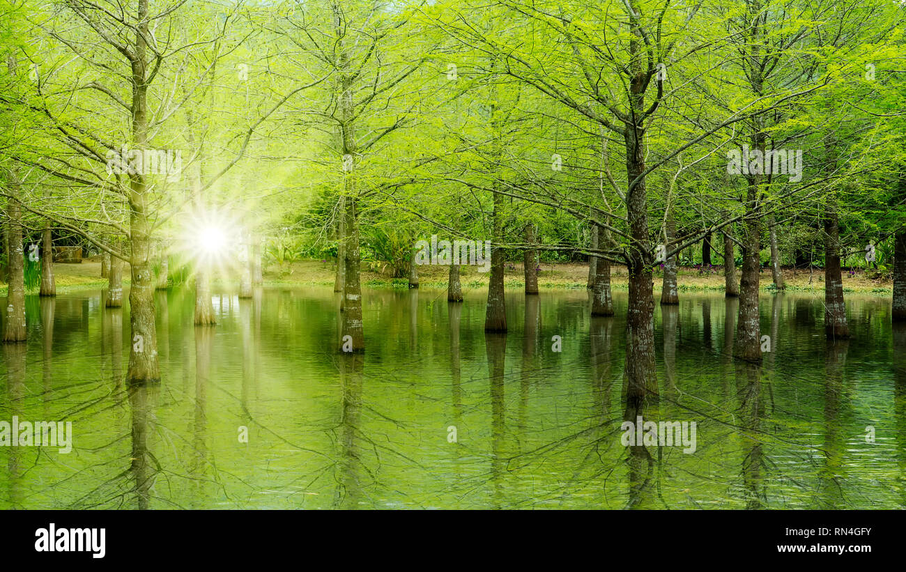 Bottom view pine trees hi-res stock photography and images - Alamy