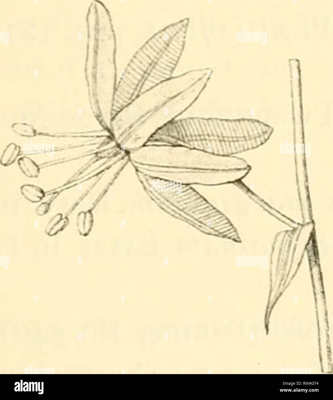 . Annalen des Naturhistorischen Museums in Wien. Naturhistorisches Museum (Austria); Natural history. Plantae Pentherianae. 23 Scilla lancaefolja Baker in Saund., Refug., III (1870), Tab. 1S2 et in Fl. Cap., VI (1897), pag. 487. — Lachenalia lancaefolia Jacqu., Icon. PI. rar., II (1786—1793), Tab. 402. Uitenhague-Alicedal (Penther Nr. 508; novbr.-flor.). Ornithogalum Thunbergianum Baker in Journ. Linn. Soc. Lond. Bot., XIII (1873), pag. 269 et in Fl. Cap., VI (1897), pag. 497. Olifantrevier (Penther Nr. 421, 516; august-flor.). Ornithogalum thyrsoides var. aureum Baker in Journ. Linn. Soc. Lon Stock Photo