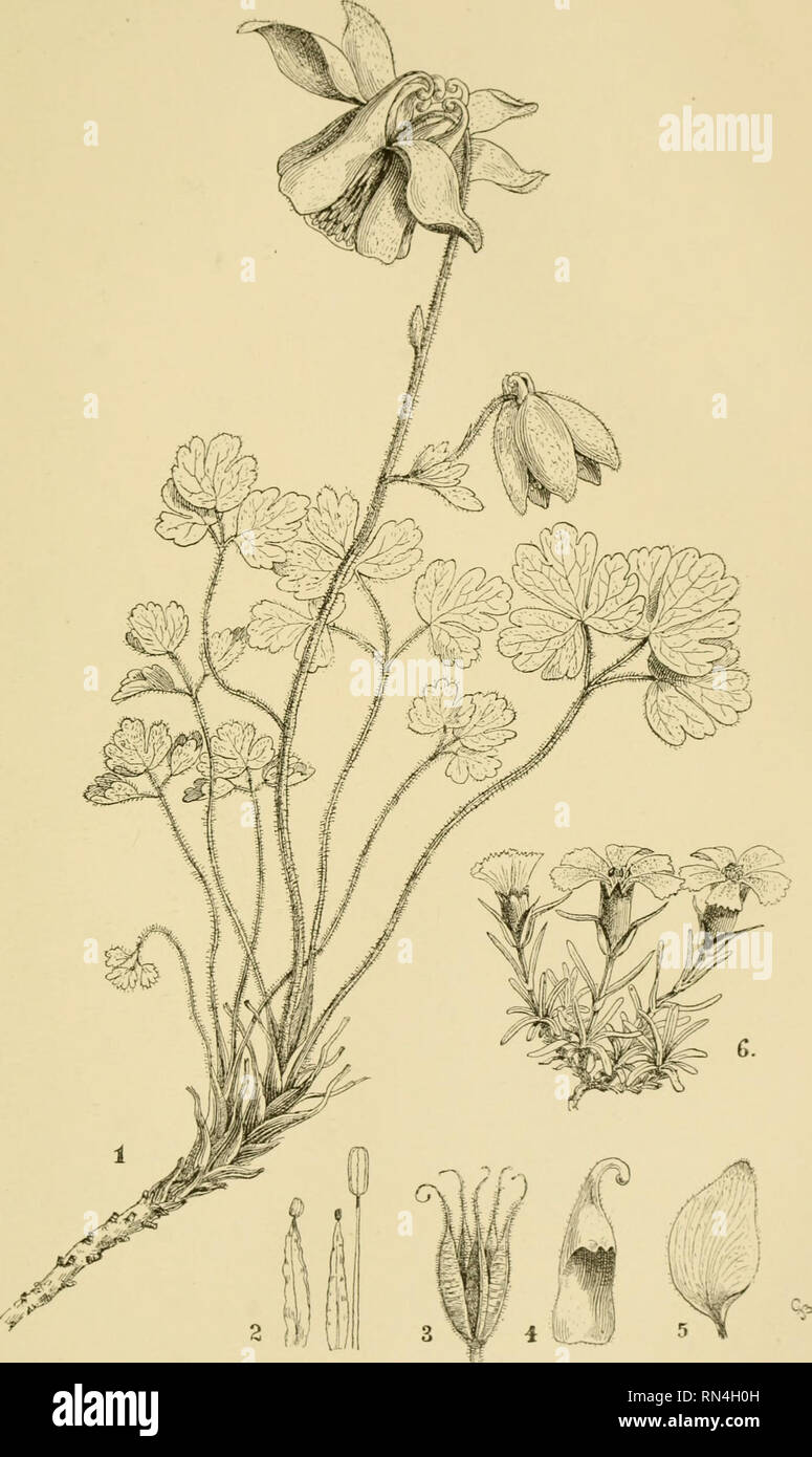 . Annalen des Naturhistorischen Museums in Wien. Naturhistorisches Museum (Austria); Natural history. G. Beck. Flora von Sudbosnien. Tat. VIII. Taf. IX.. Autor de). 1—5 Aquilegia dinarica G. Beck. G Dianthus Freynii Vandas. Annalen des k. k. naturhist. Hot'museums, Band VI, 1891.. Please note that these images are extracted from scanned page images that may have been digitally enhanced for readability - coloration and appearance of these illustrations may not perfectly resemble the original work.. Naturhistorisches Museum (Austria). Wien, Naturhistorisches Museum [etc. ] Stock Photo