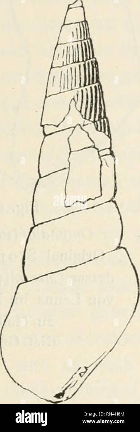 . Annalen des K.K. Naturhistorischen Hofmuseums. K. K