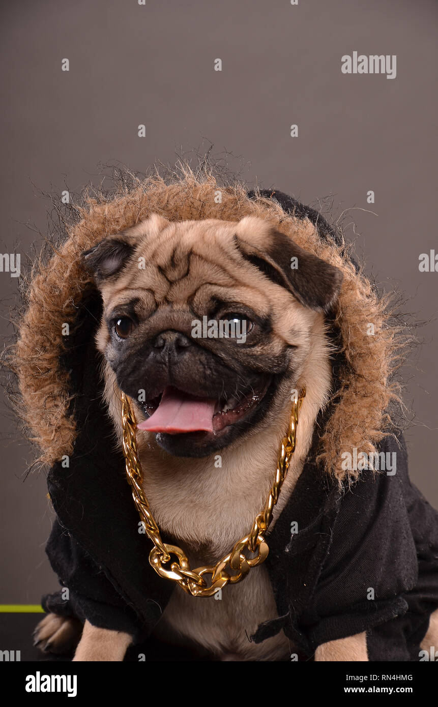Black Pug Jacket Black Pug Jacket