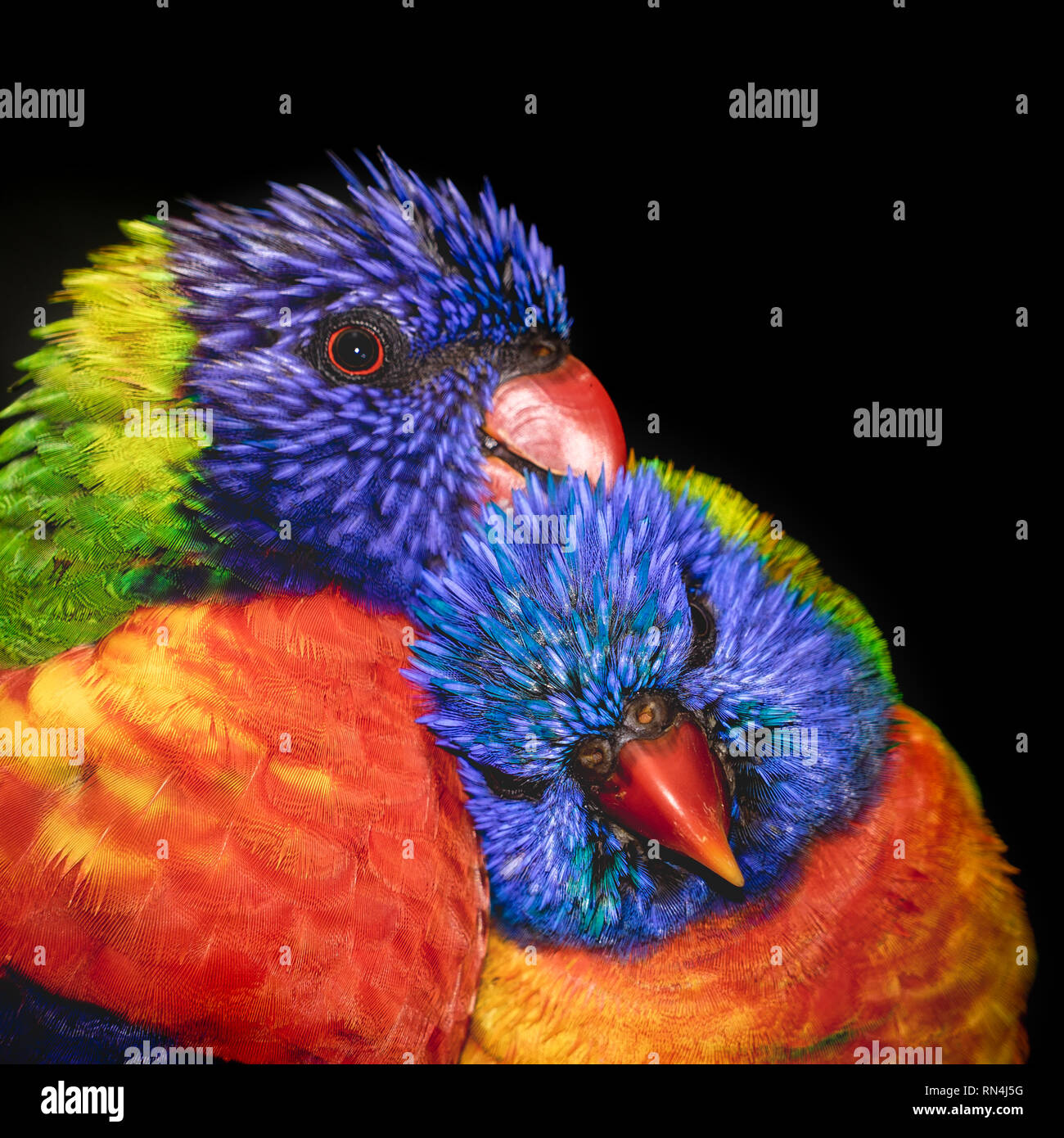 A pair of Rainbow Lorikeets helping each other clean Stock Photo