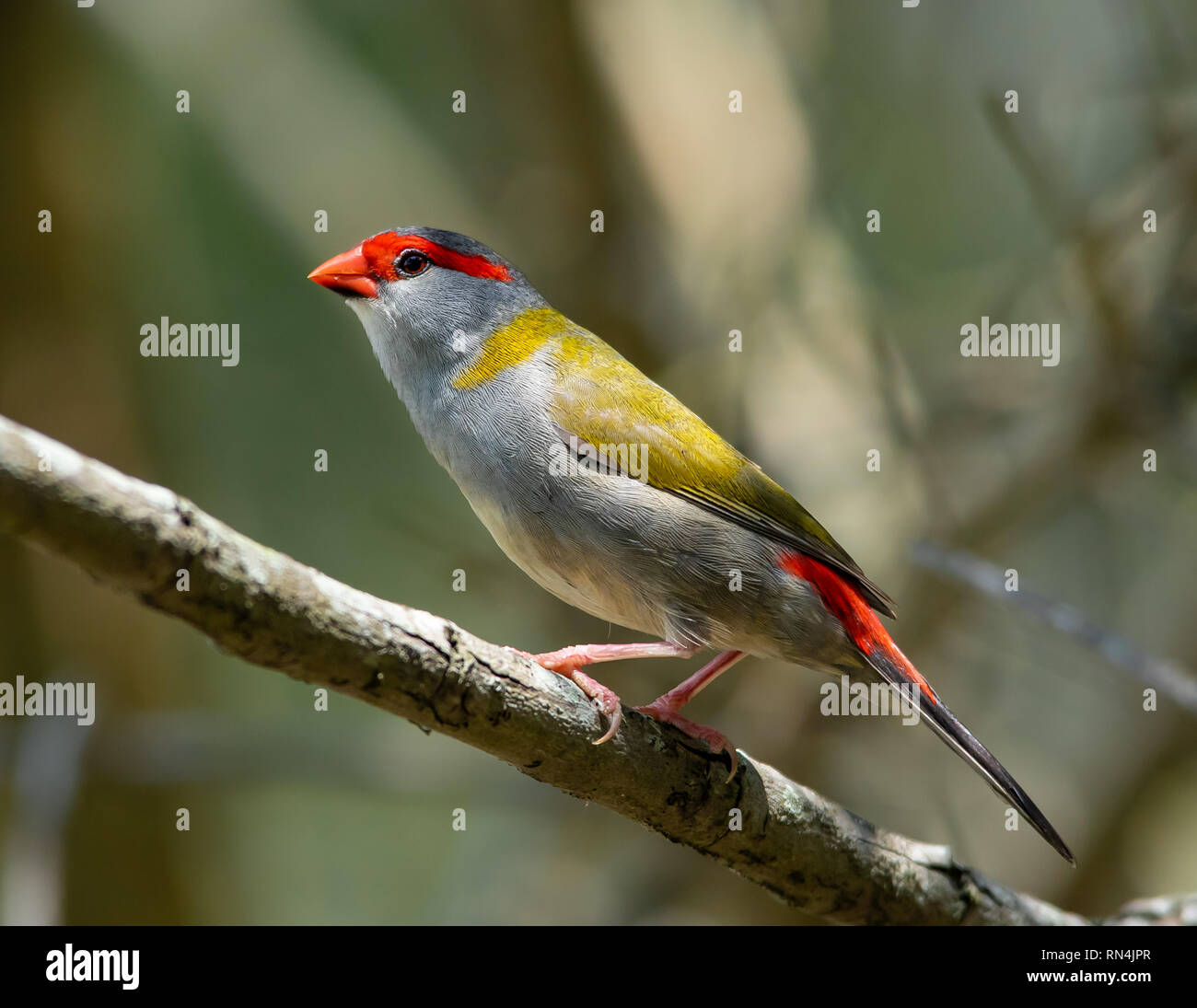 Red-browed Finch in the sunlight Stock Photo