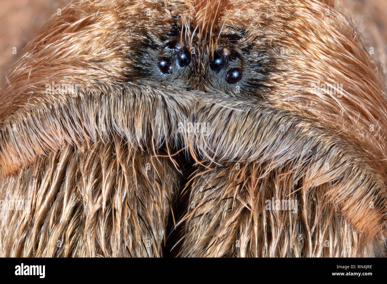 Close Up of the Face of a Aphonopelma Chalcodes or the Western Desert Tarantula, Arizona Blond Tarantula or Mexican Blond Tarantula (about 5” across) Stock Photo