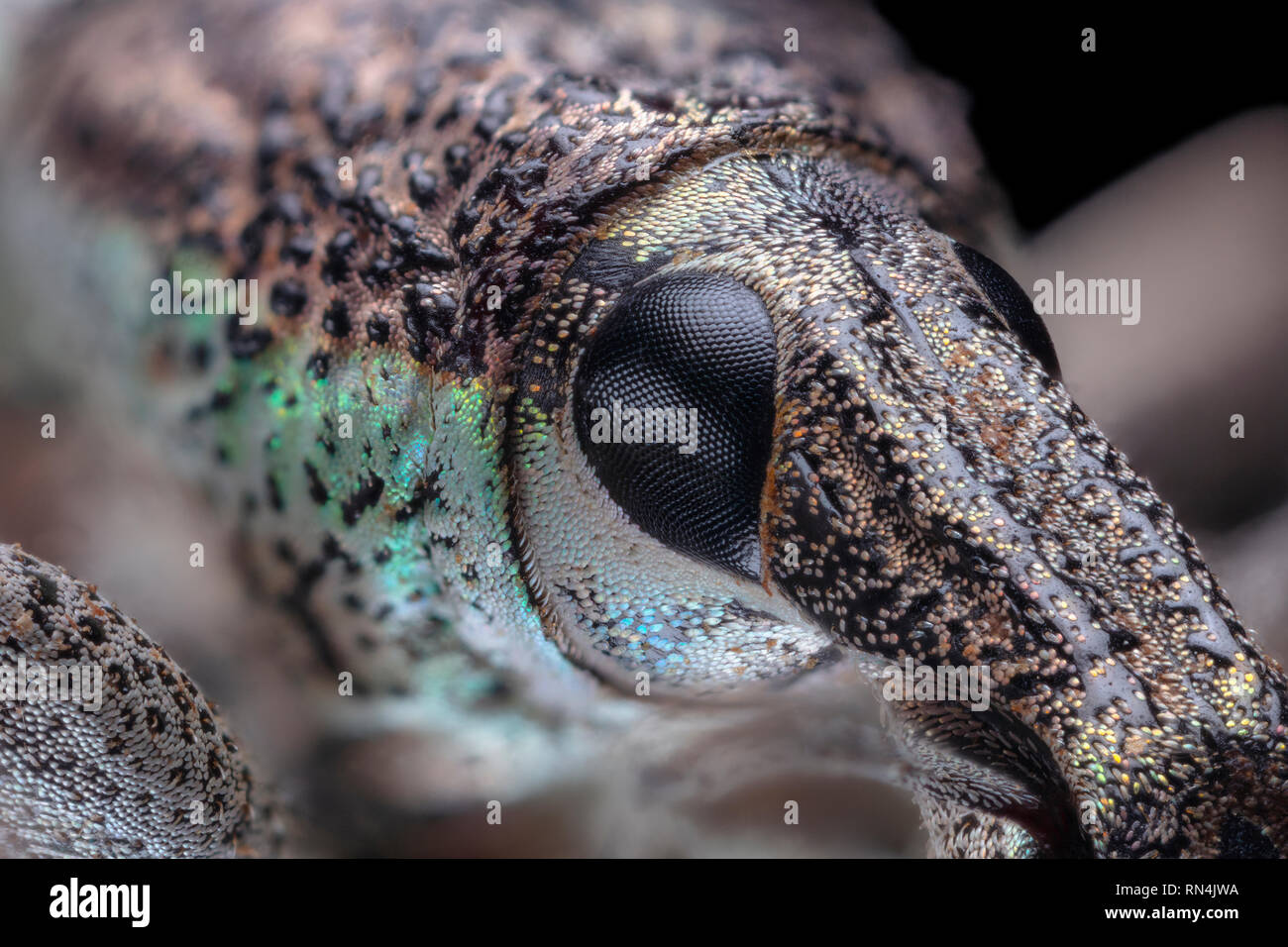 Compound Eye, Weevil, Rhinoscapha dohrni 5X Stock Photo