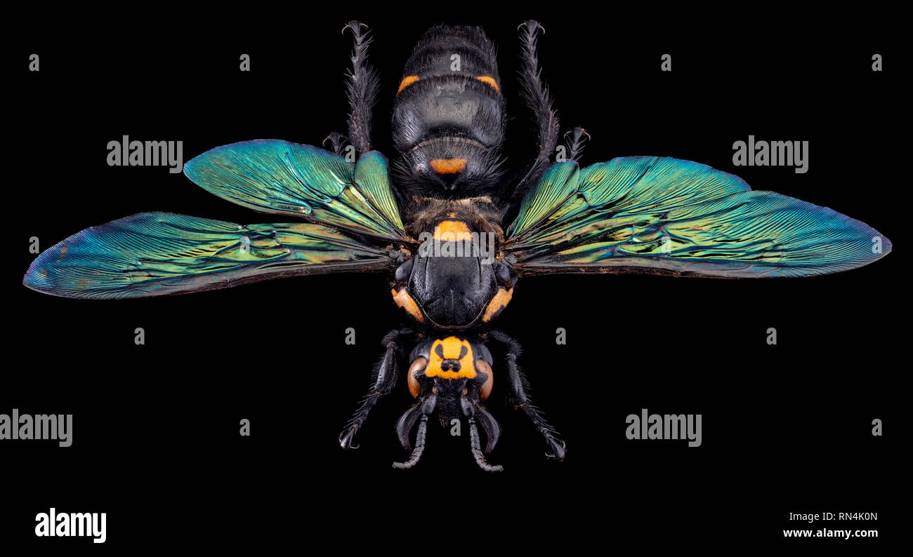 Giant Scoliid Wasp - Megascolia procer javanensis, Indonesia (wingspan 3.75”) Stock Photo