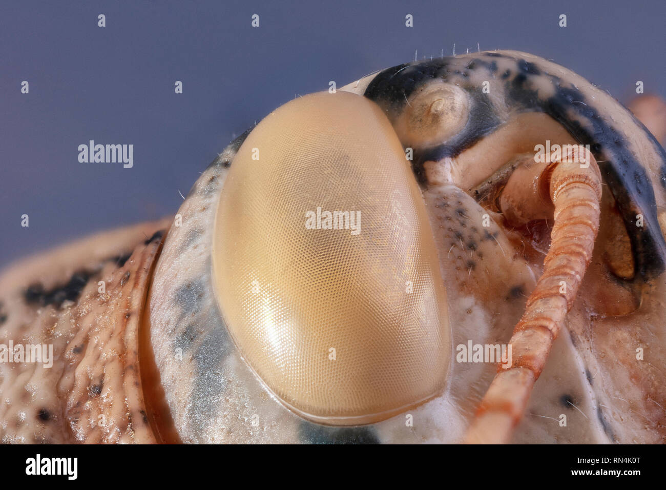 Grasshopper's Compound Eye 5X Stock Photo
