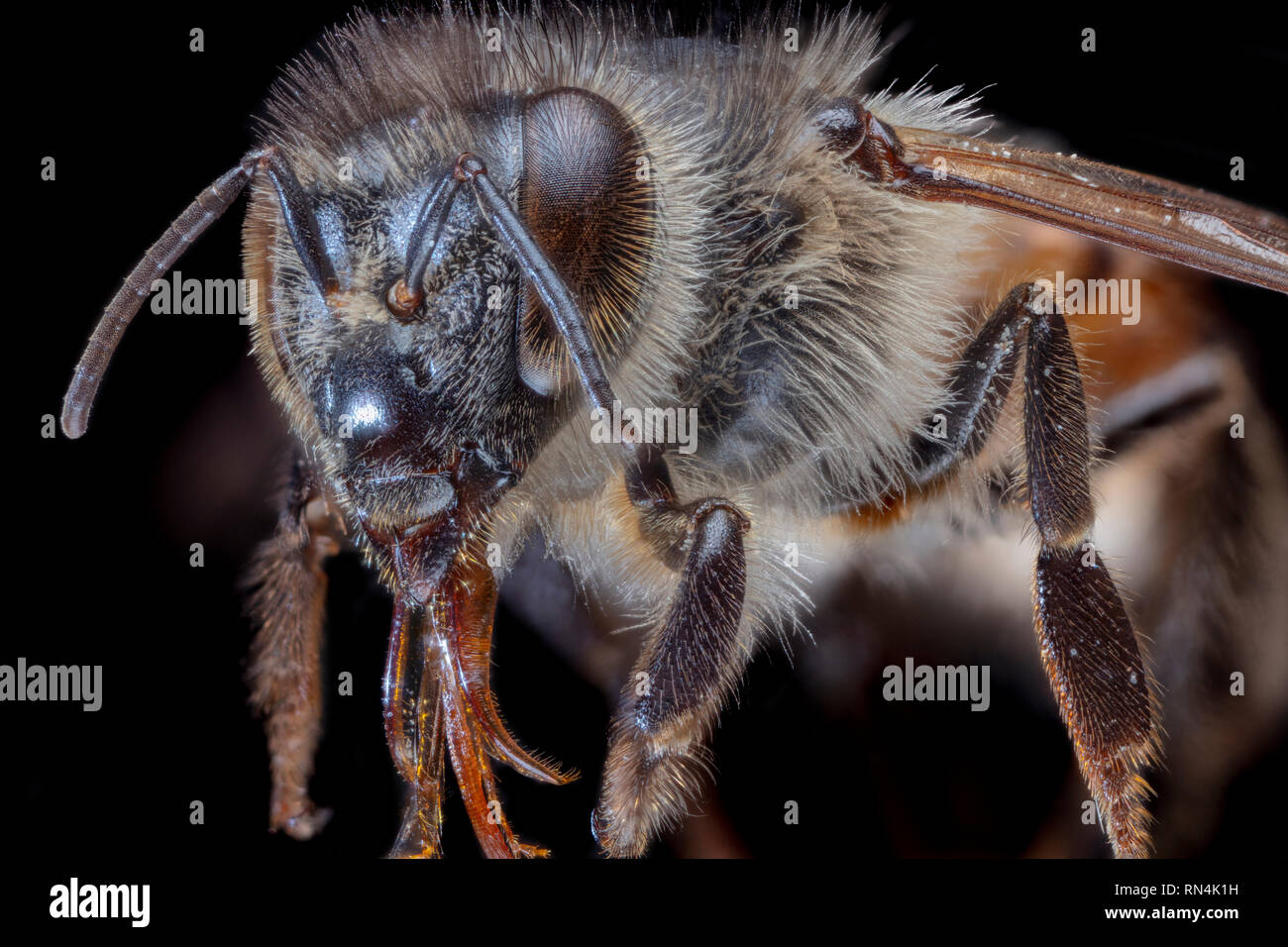 Honey Bee Close Up, Apis Sp. Stock Photo